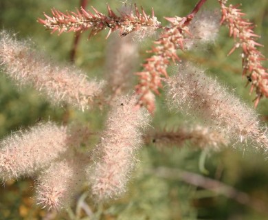 Tamarix ramosissima