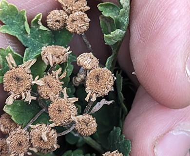 Tanacetum parthenium