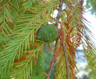 Taxodium distichum