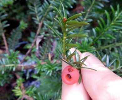 Taxus canadensis