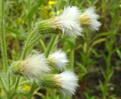 Tephroseris palustris