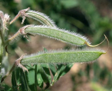 Tephrosia virginiana