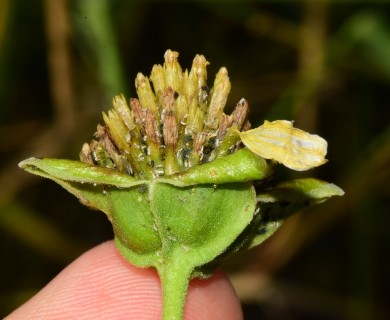 Tetragonotheca repanda