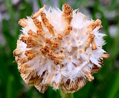 Tetraneuris herbacea