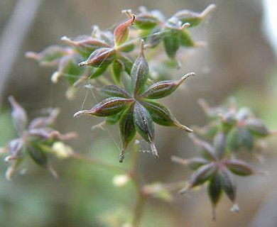 Thalictrum pubescens