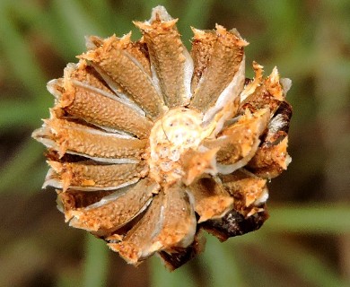 Thelesperma filifolium