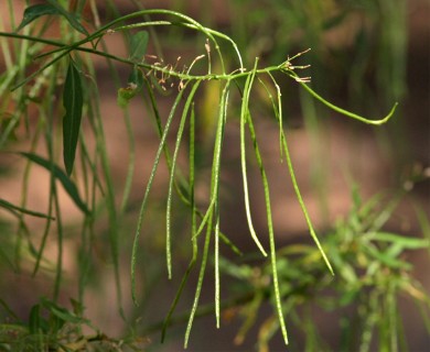 Thelypodium wrightii