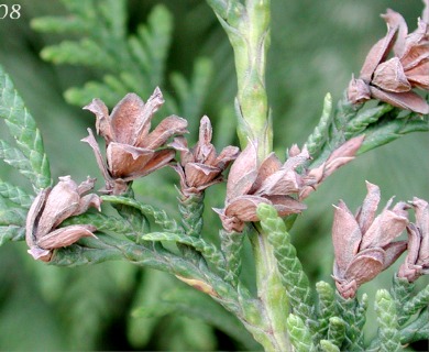 Thuja plicata