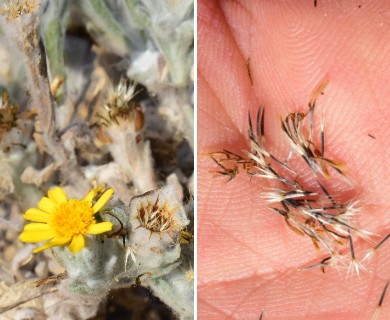 Thymophylla micropoides