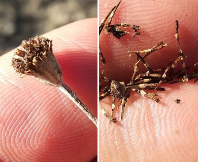 Thymophylla setifolia