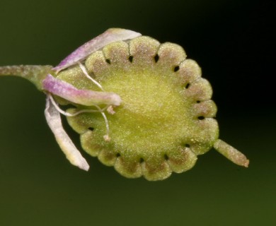 Thysanocarpus curvipes