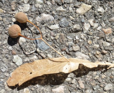 Tilia americana