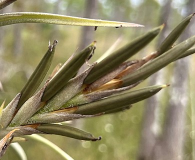 Tillandsia paucifolia
