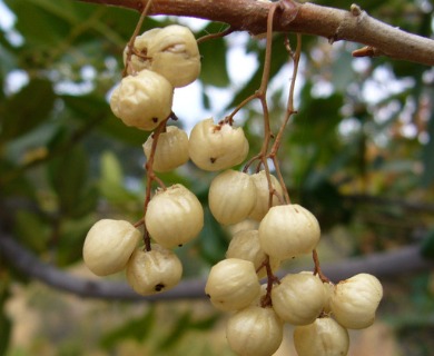 Toxicodendron diversilobum