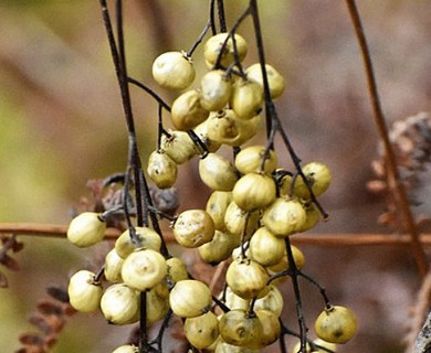 Toxicodendron vernix