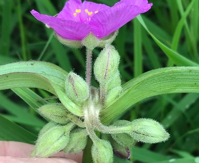 Tradescantia bracteata