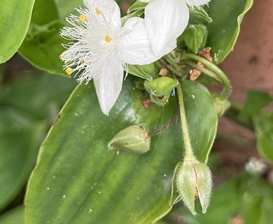 Tradescantia fluminensis