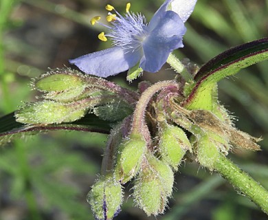 Tradescantia hirsutiflora