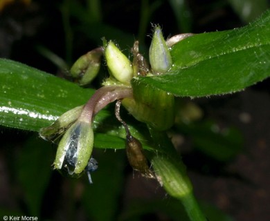 Tradescantia subaspera