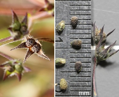 Trichostema brachiatum