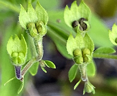 Trichostema fruticosum