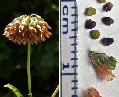 Trifolium hybridum