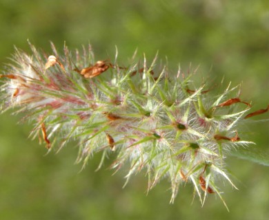 Trifolium incarnatum