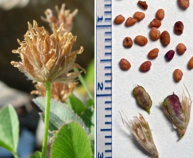 Trifolium longipes