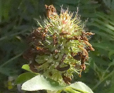 Trifolium pratense