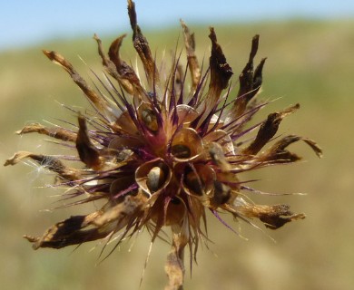 Trifolium variegatum