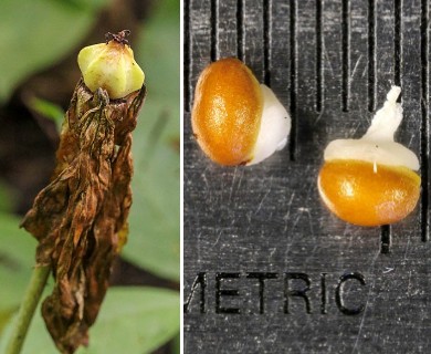 Trillium recurvatum