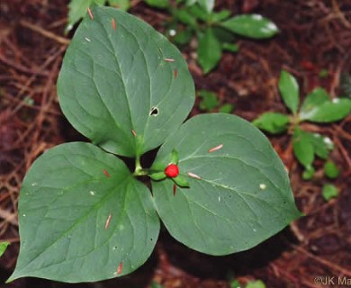 Trillium undulatum