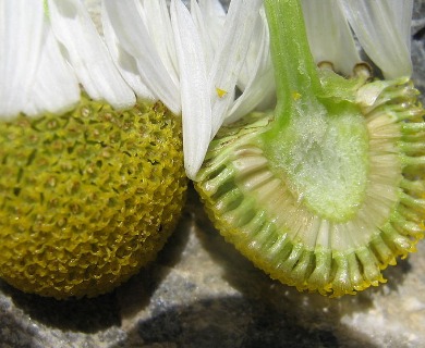 Tripleurospermum inodorum