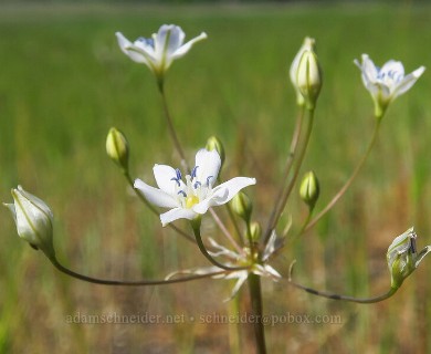 Triteleia lilacina