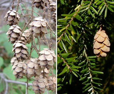 Tsuga canadensis