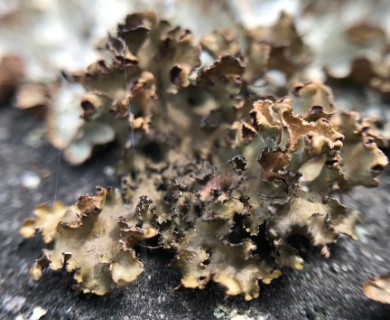 Tuckermanopsis americana