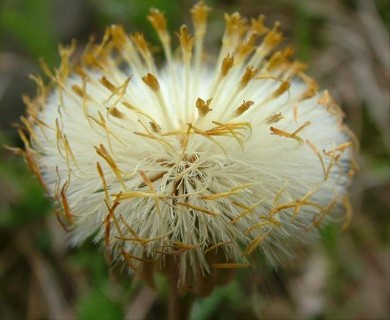 Tussilago farfara