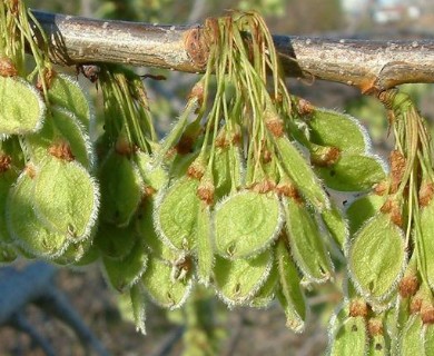 Ulmus americana