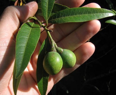 Umbellularia californica