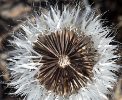 Uropappus lindleyi