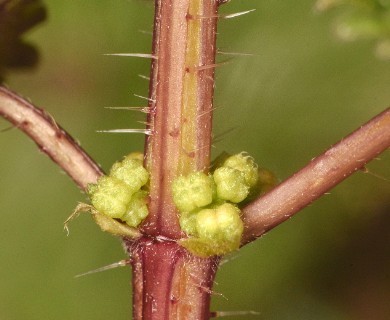 Urtica chamaedryoides