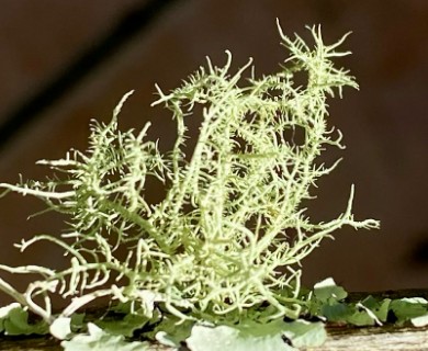 Usnea cornuta