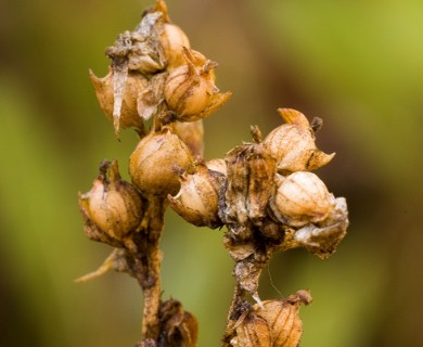 Utricularia cornuta