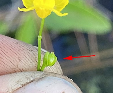 Utricularia gibba