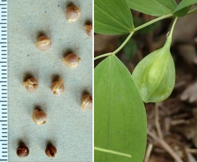 Uvularia sessilifolia