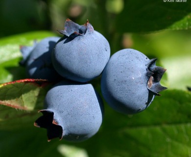 Vaccinium angustifolium