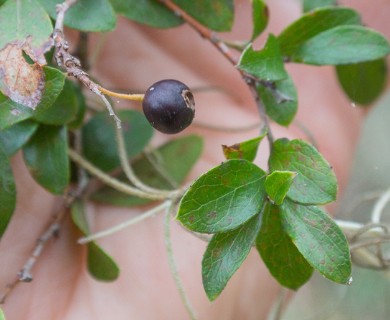 Vaccinium arboreum