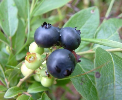 Vaccinium corymbosum