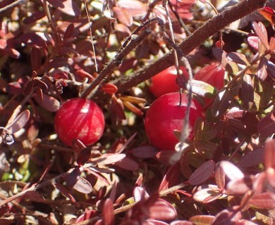 Vaccinium macrocarpon