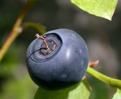 Vaccinium membranaceum